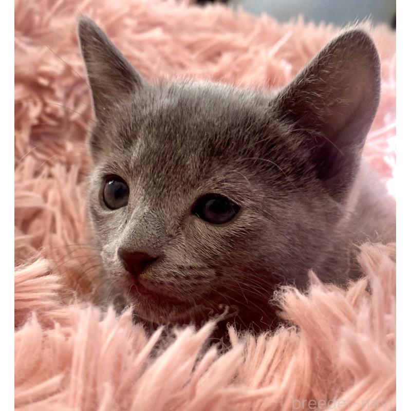 販売中の東京都のロシアンブルー-133325の40枚目