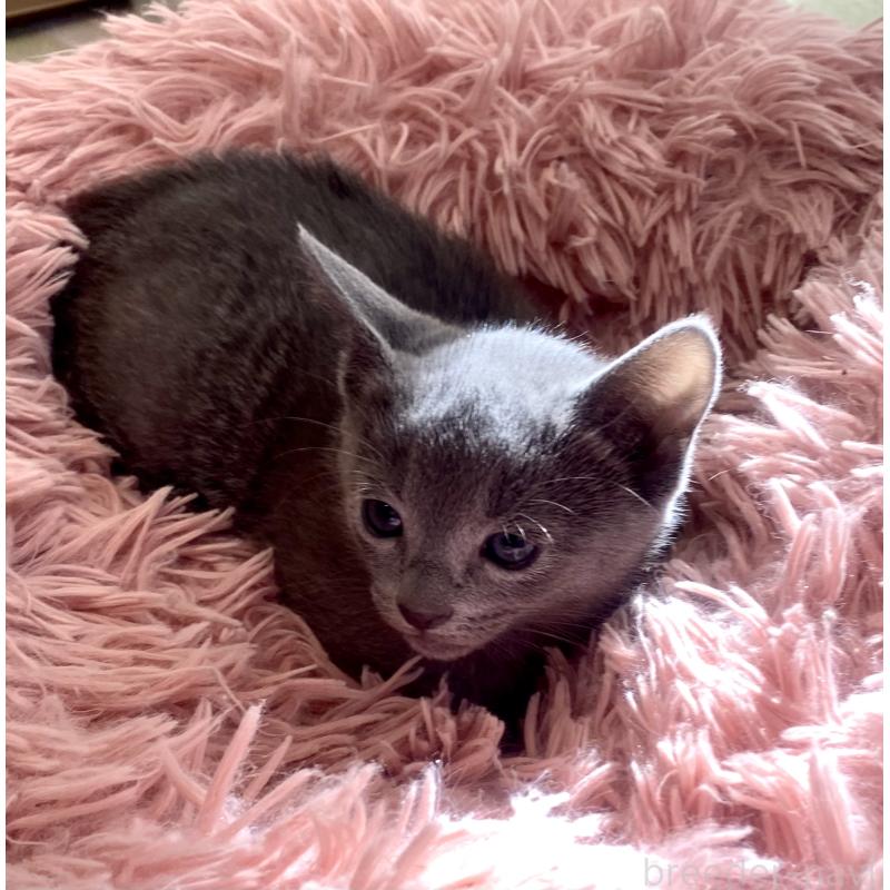 販売中の東京都のロシアンブルー-133325の39枚目