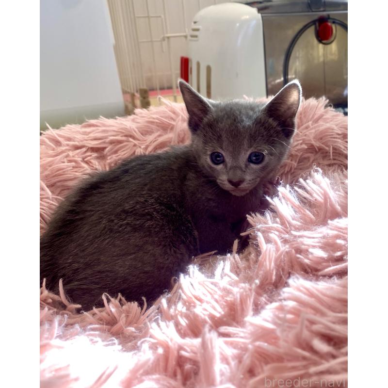 販売中の東京都のロシアンブルー-133325の38枚目