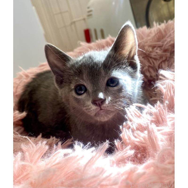 販売中の東京都のロシアンブルー-133325の37枚目