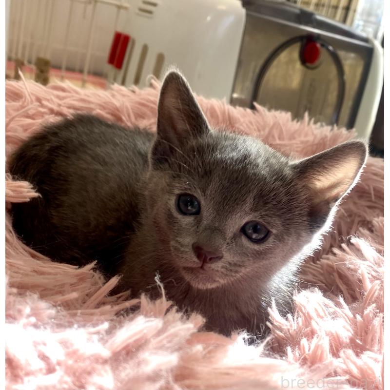 販売中の東京都のロシアンブルー-133325の36枚目