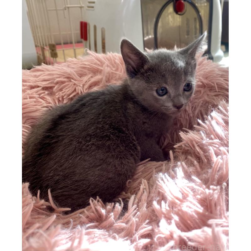 販売中の東京都のロシアンブルー-133325の35枚目