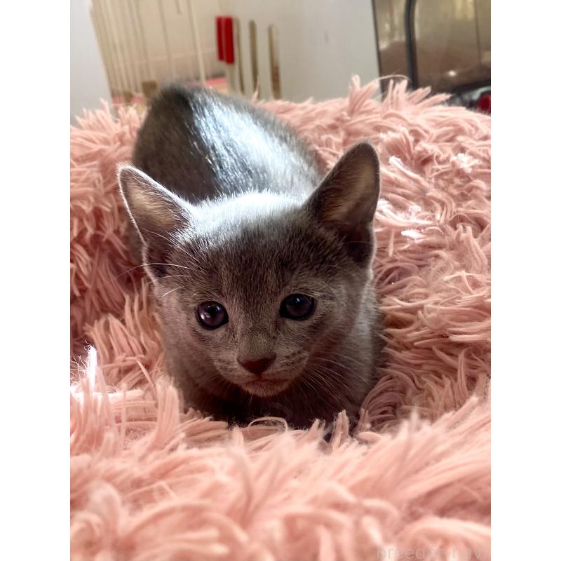 販売中の東京都のロシアンブルー-133325の34枚目