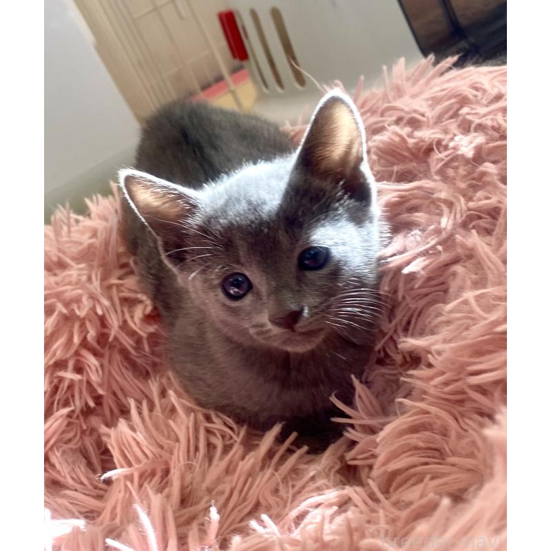 販売中の東京都のロシアンブルー-133325の32枚目