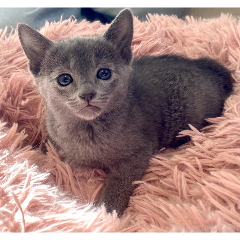 販売中の東京都のロシアンブルー-133325の31枚目