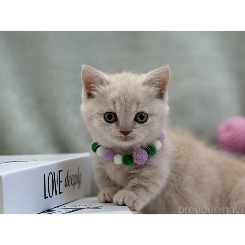 販売中の東京都のマンチカン(短足)-134455の8枚目