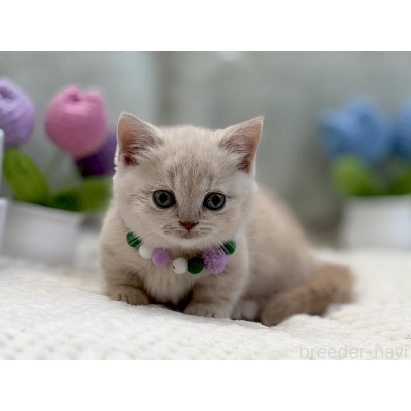 販売中の東京都のマンチカン(短足)-134455の7枚目