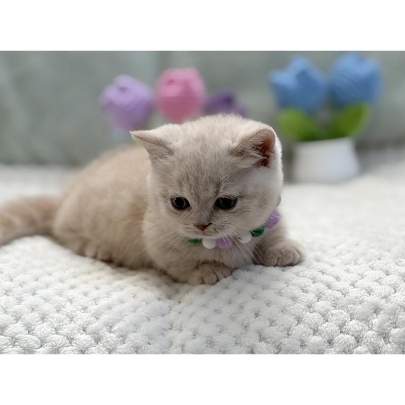 販売中の東京都のマンチカン(短足)-134455の6枚目