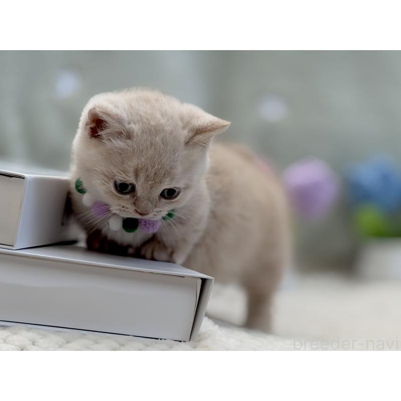 販売中の東京都のマンチカン(短足)-134455の5枚目