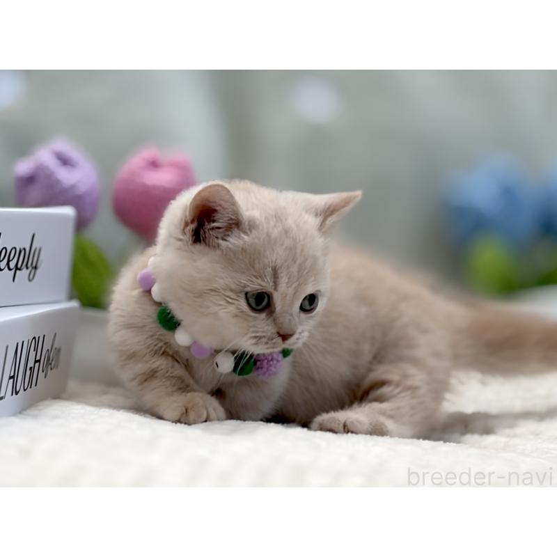 販売中の東京都のマンチカン(短足)-134455の4枚目