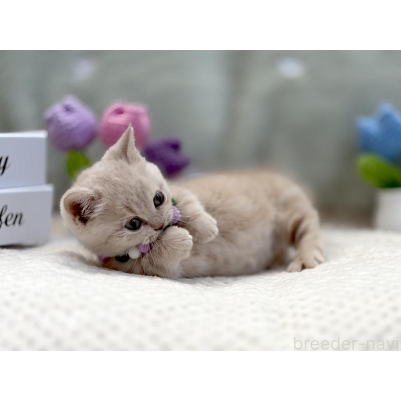 販売中の東京都のマンチカン(短足)-134455の3枚目