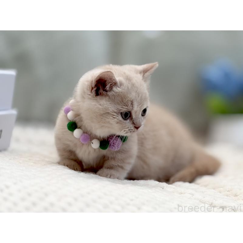 販売中の東京都のマンチカン(短足)-134455の2枚目