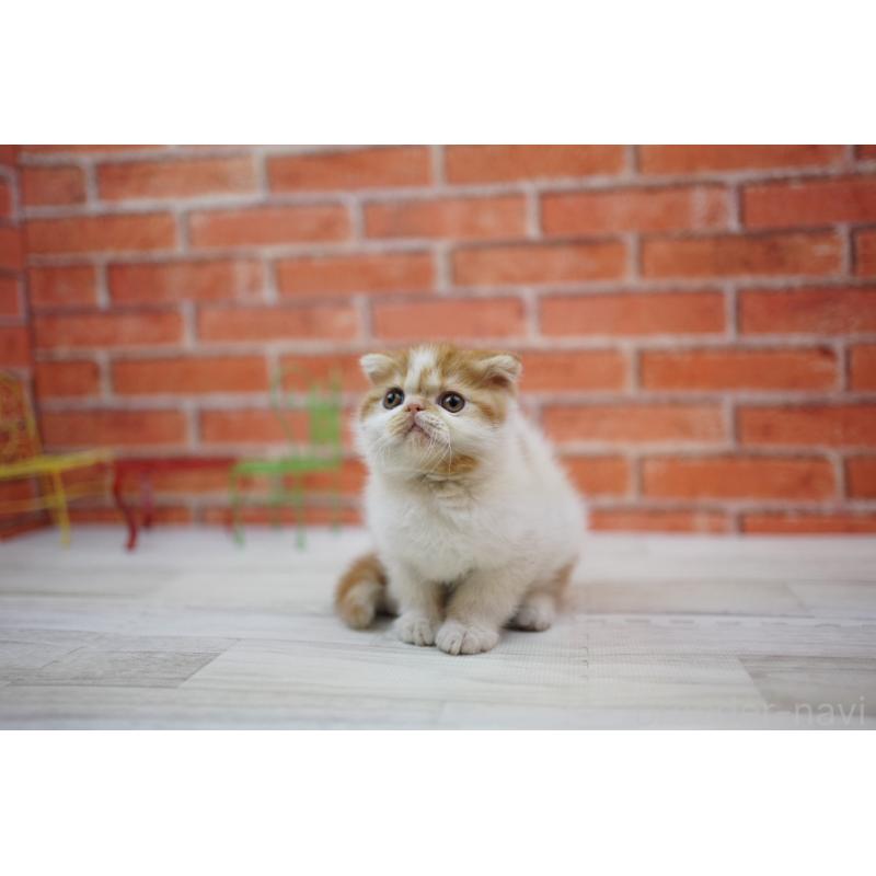 販売中の北海道のフォールデックス-131034の5枚目