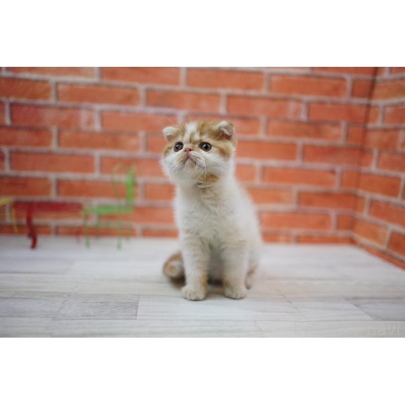 販売中の北海道のフォールデックス-131034の4枚目