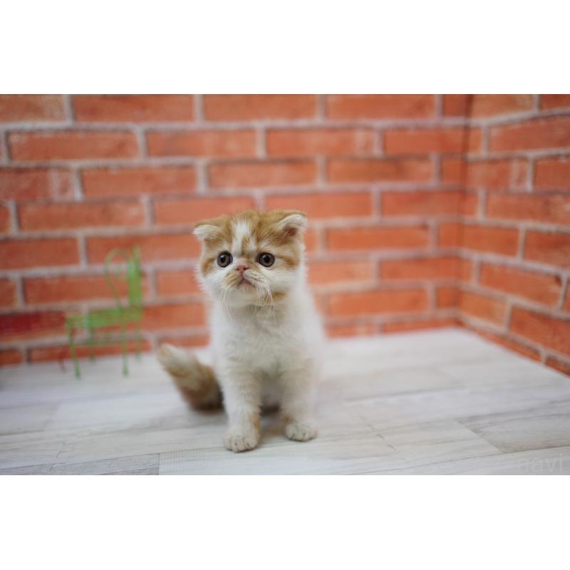 販売中の北海道のフォールデックス-131034の2枚目