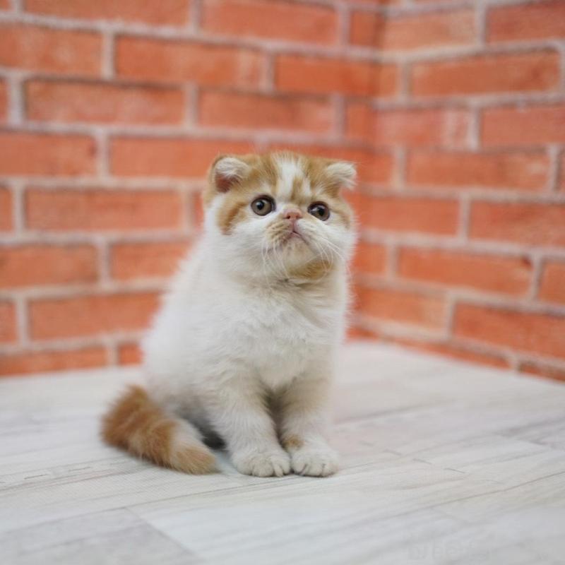 販売中の北海道のフォールデックス-131034の1枚目