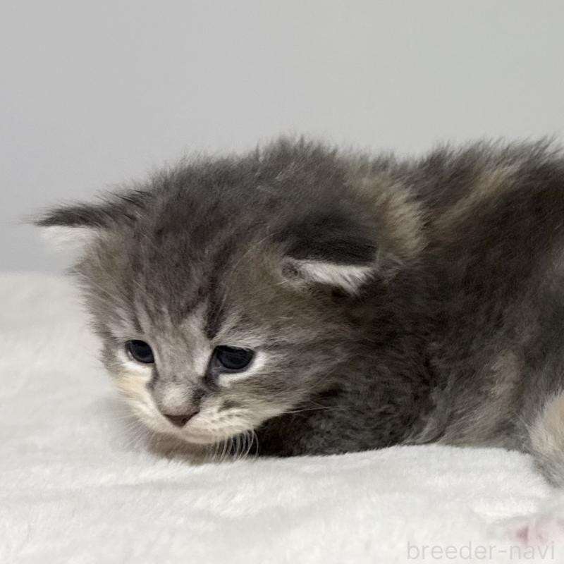 販売中の茨城県のサイベリアン-134456の4枚目