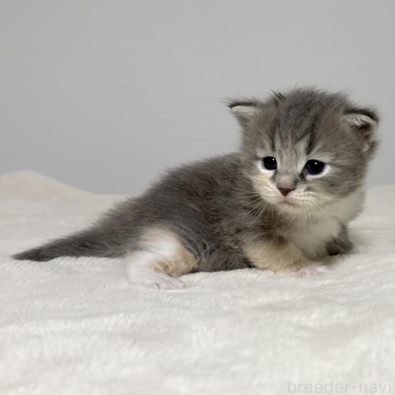 販売中の茨城県のサイベリアン-134456の3枚目