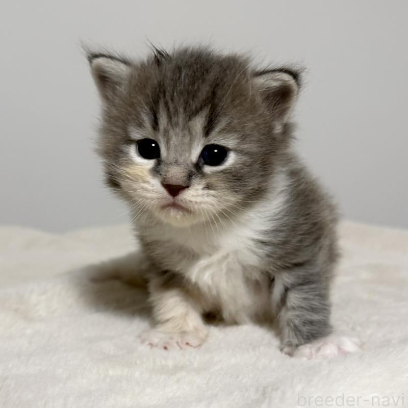 販売中の茨城県のサイベリアン-134456の2枚目