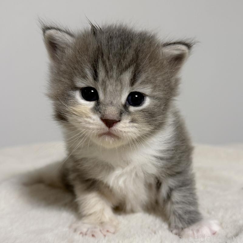 販売中の茨城県のサイベリアン-134456