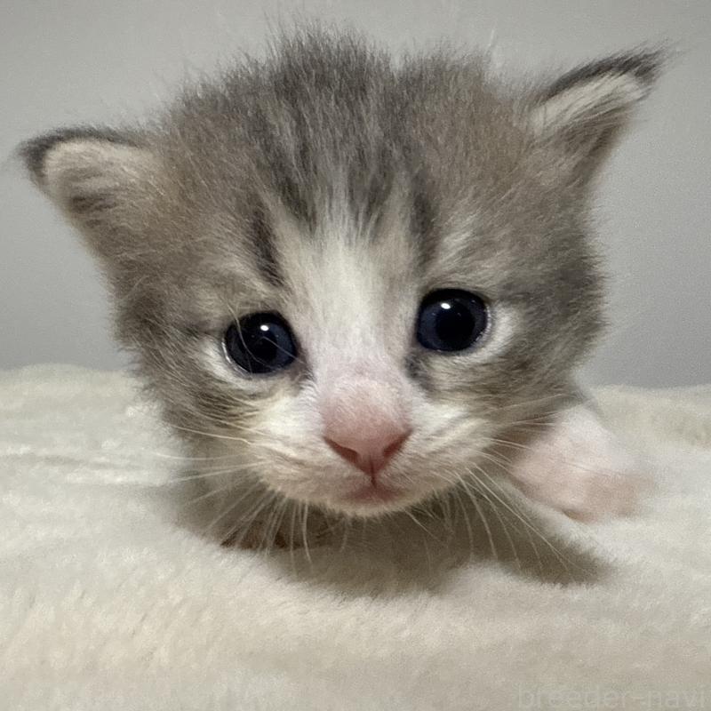 販売中の茨城県のサイベリアン-134457