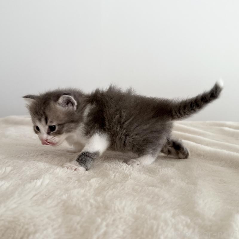 販売中の茨城県のサイベリアン-134457の4枚目