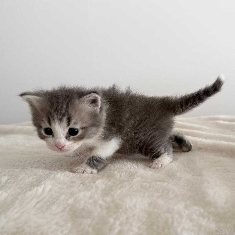 販売中の茨城県のサイベリアン-134457の3枚目