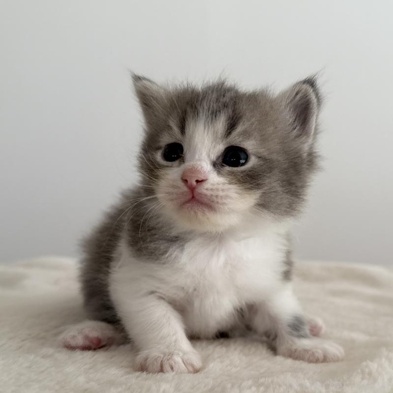 販売中の茨城県のサイベリアン-134457の2枚目