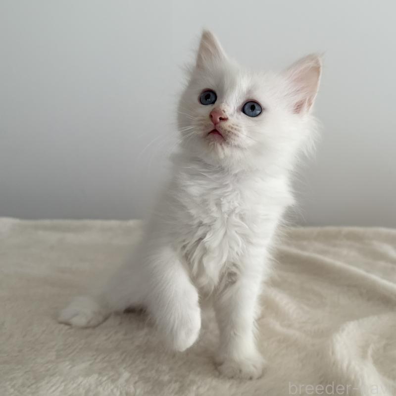 販売中の茨城県のサイベリアン-134458の6枚目