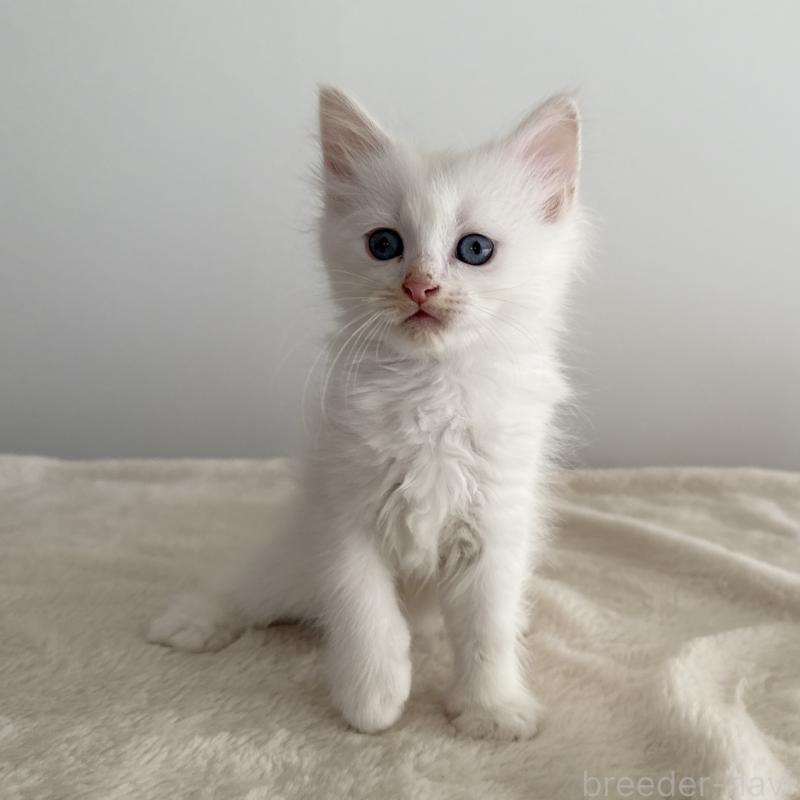 販売中の茨城県のサイベリアン-134458の5枚目