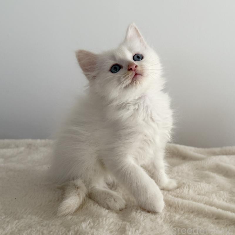 販売中の茨城県のサイベリアン-134458の4枚目