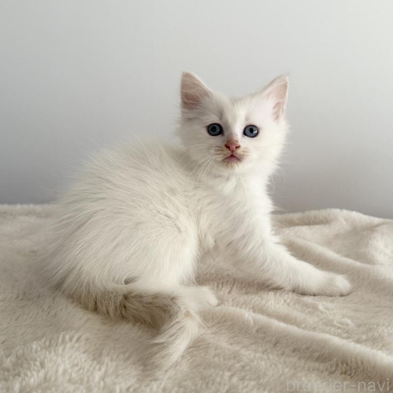 販売中の茨城県のサイベリアン-134458の3枚目