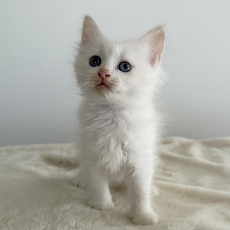 販売中の茨城県のサイベリアン-134458の2枚目