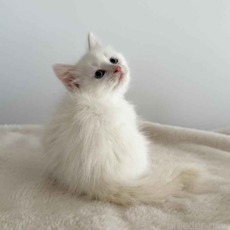 販売中の茨城県のサイベリアン-134458