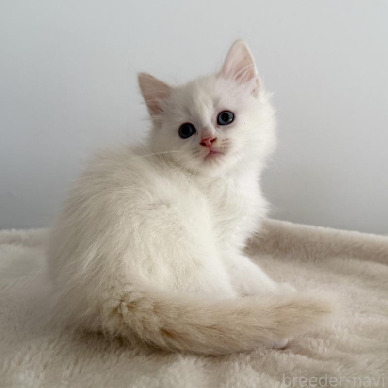 販売中の茨城県のサイベリアン-134459の5枚目