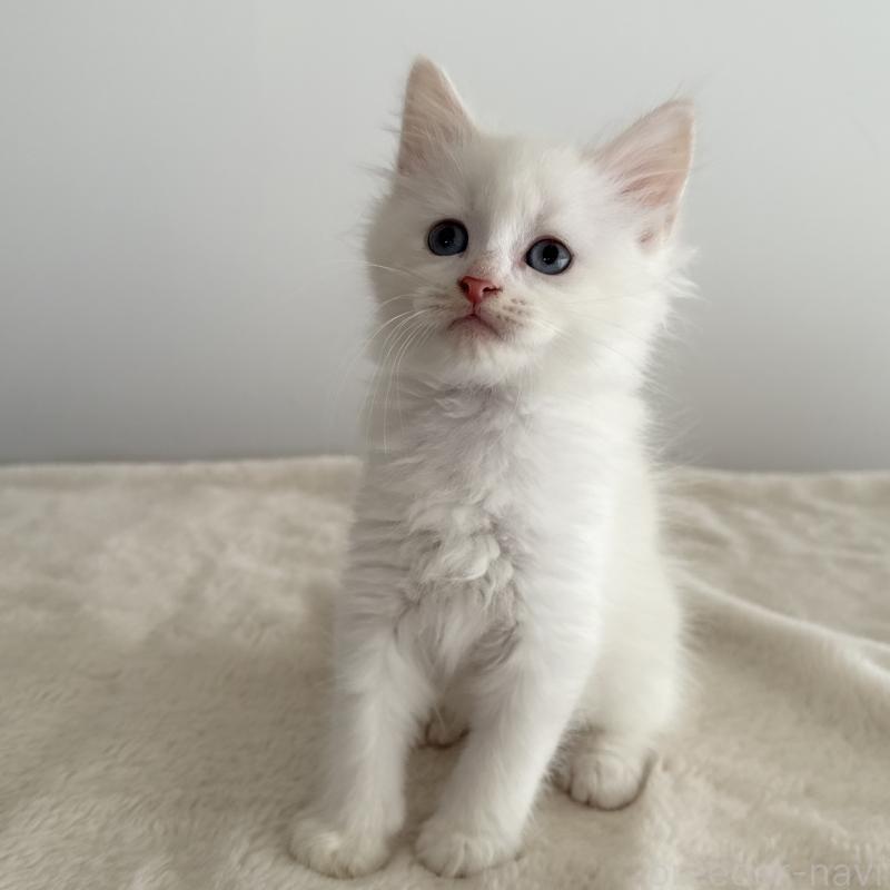 販売中の茨城県のサイベリアン-134459の4枚目