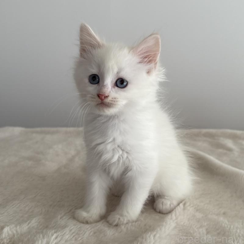 販売中の茨城県のサイベリアン-134459の3枚目