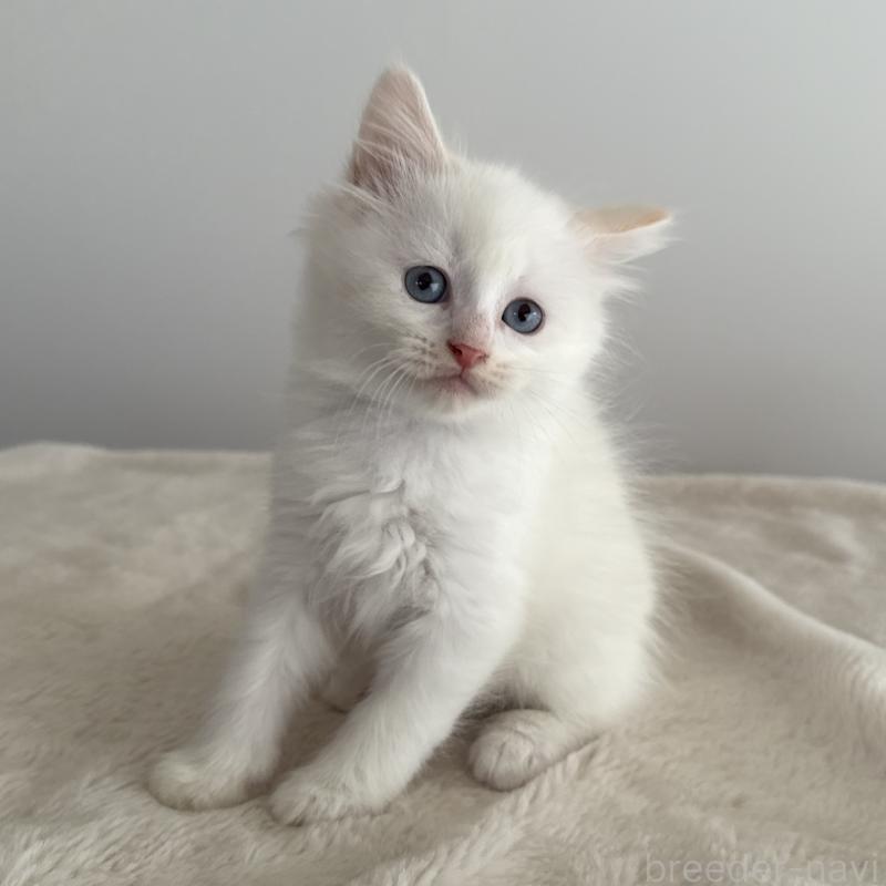 販売中の茨城県のサイベリアン-134459の2枚目