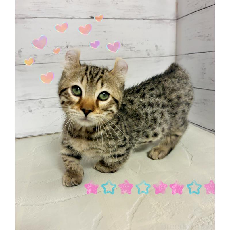 成約済の東京都のキンカロー-130355の4枚目