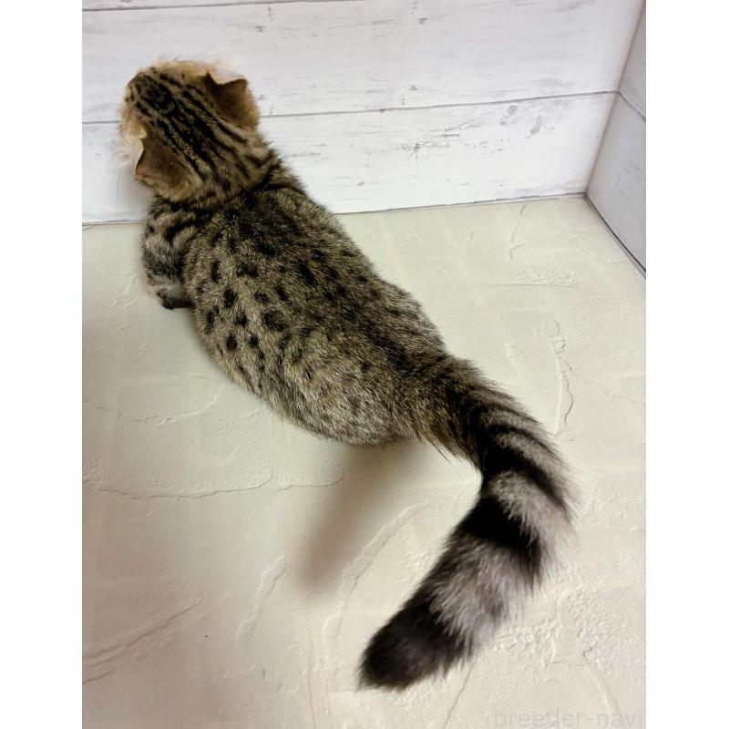 成約済の東京都のキンカロー-130355の3枚目