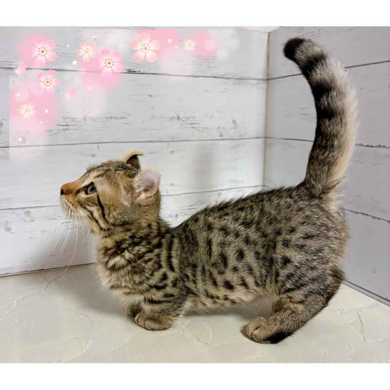 成約済の東京都のキンカロー-130355の2枚目