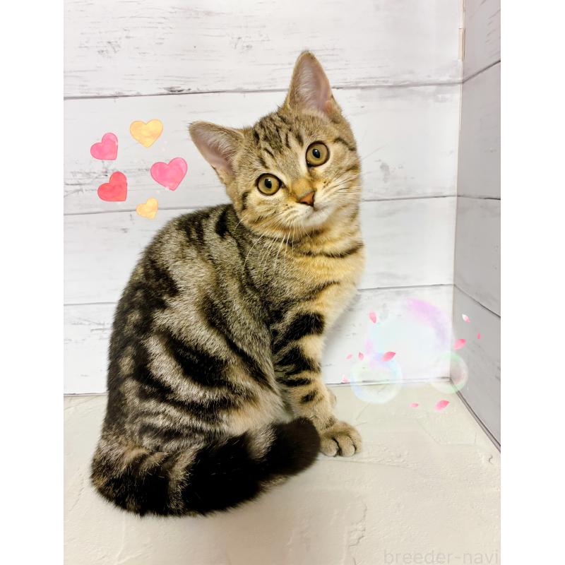 販売中の東京都のジェネッタ-130887の4枚目