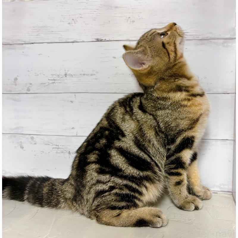 販売中の東京都のジェネッタ-130887の3枚目