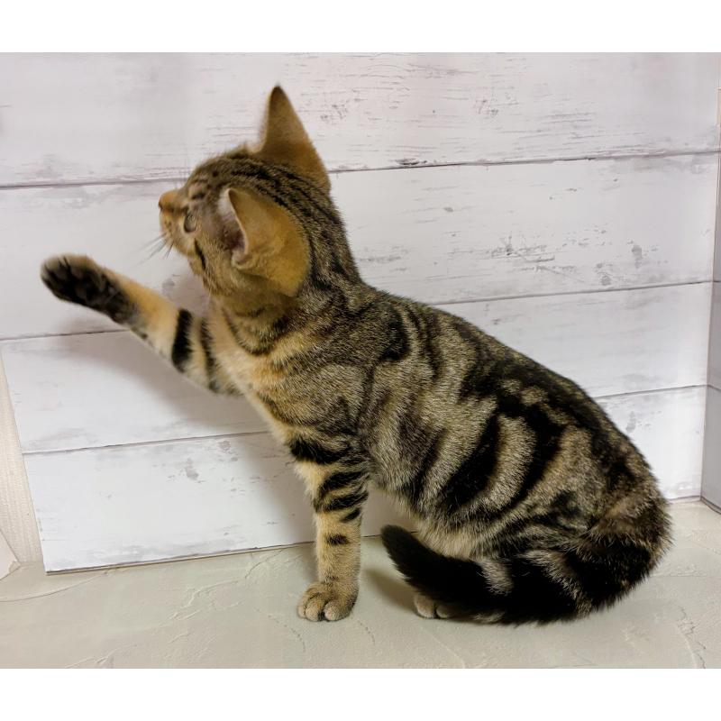 販売中の東京都のジェネッタ-130887の2枚目