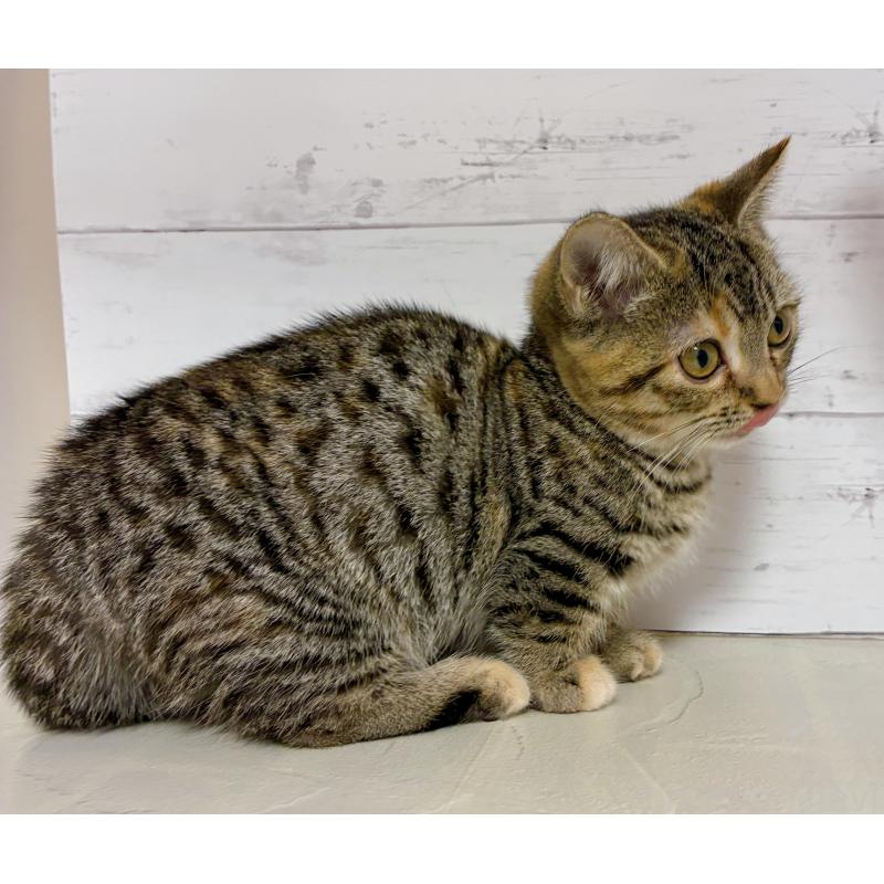 販売中の東京都のジェネッタ-130888の4枚目