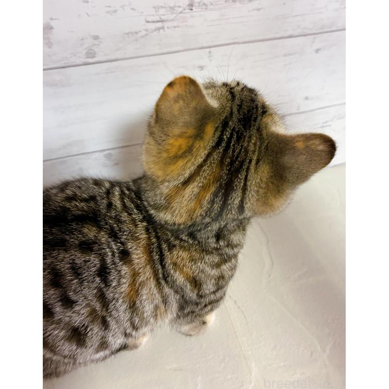 販売中の東京都のジェネッタ-130888の3枚目