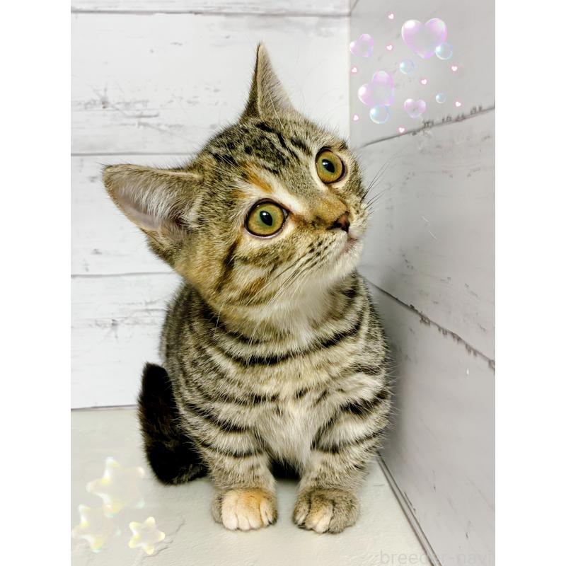 販売中の東京都のジェネッタ-130888の2枚目