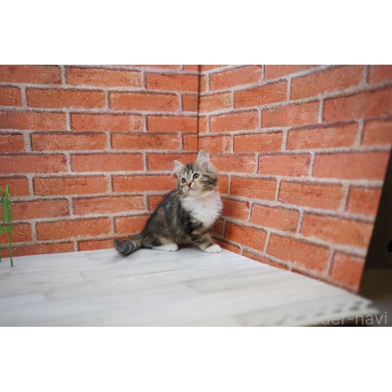 販売中の北海道のサイベリアン-134461の4枚目