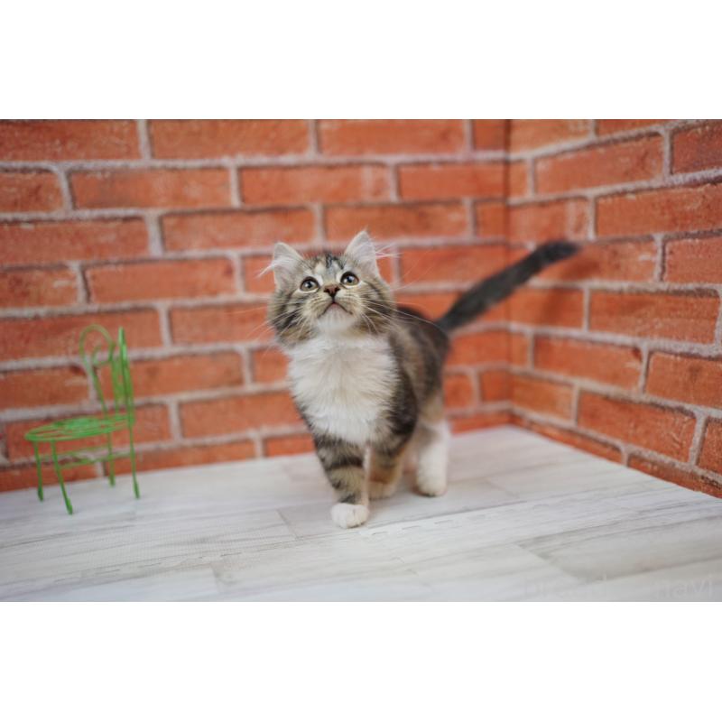 販売中の北海道のサイベリアン-134461の3枚目