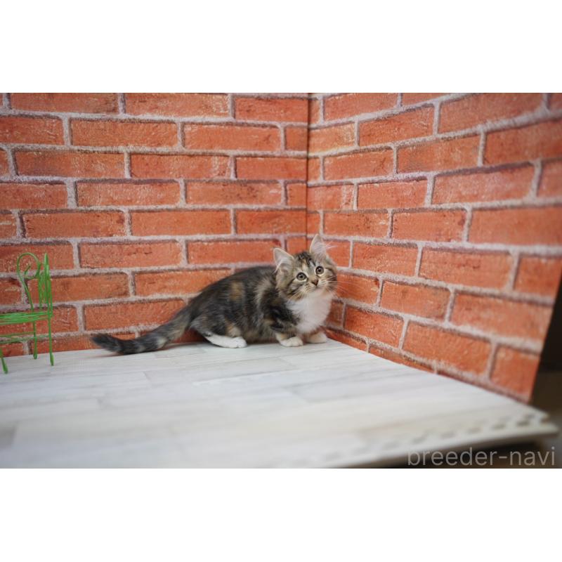 販売中の北海道のサイベリアン-134461の2枚目